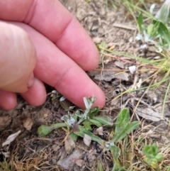 Euchiton japonicus at Bungendore, NSW - 28 Oct 2023