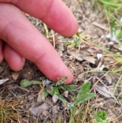 Euchiton japonicus at Bungendore, NSW - 28 Oct 2023