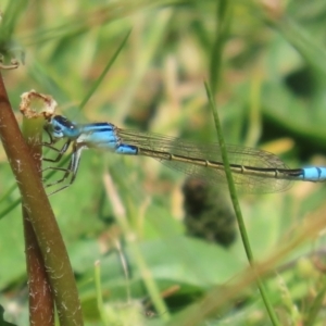 Ischnura heterosticta at Stranger Pond - 28 Oct 2023