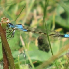 Ischnura heterosticta at Stranger Pond - 28 Oct 2023