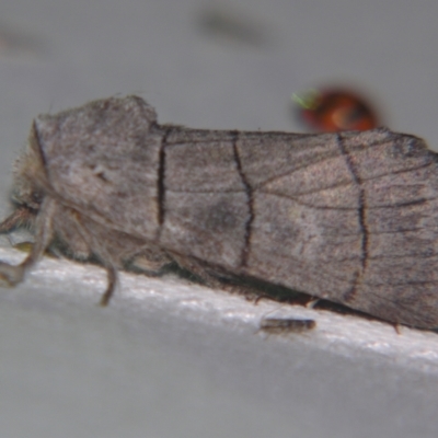 Paradestolmia nigrolinea (A Noctuoid moth (Notodontinae) at Sheldon, QLD - 12 Oct 2007 by PJH123