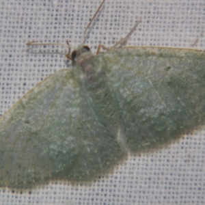 Poecilasthena thalassias at Sheldon, QLD - 12 Oct 2007