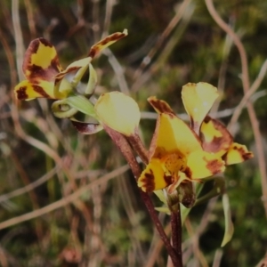 Diuris semilunulata at Rendezvous Creek, ACT - 28 Oct 2023