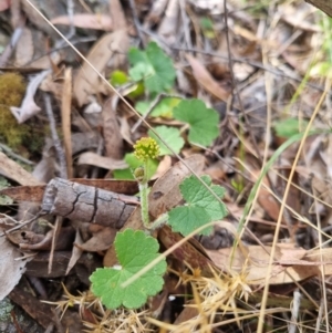 Hydrocotyle laxiflora at Bungendore, NSW - 28 Oct 2023