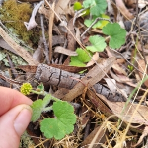 Hydrocotyle laxiflora at Bungendore, NSW - suppressed