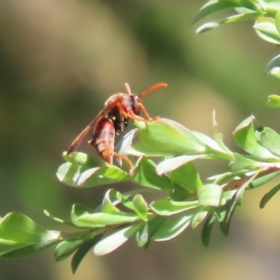 Polistes (Polistella) humilis (Common Paper Wasp) at Bonython, ACT - 28 Oct 2023 by RodDeb