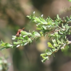 Polistes (Polistella) humilis at Bonython, ACT - 28 Oct 2023