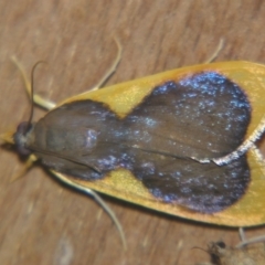 Prooedema inscisalis (A Crambid moth (Spilomelinae)) at Sheldon, QLD - 12 Oct 2007 by PJH123