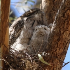 Podargus strigoides (Tawny Frogmouth) at Bonython, ACT - 28 Oct 2023 by RodDeb