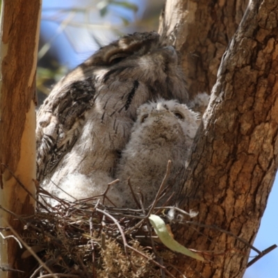 Podargus strigoides (Tawny Frogmouth) at Bonython, ACT - 28 Oct 2023 by RodDeb