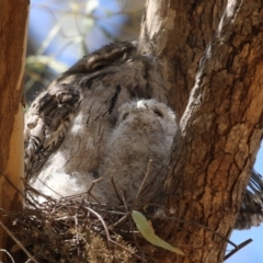 Podargus strigoides at Bonython, ACT - 28 Oct 2023