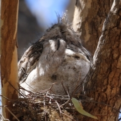 Podargus strigoides at Bonython, ACT - suppressed