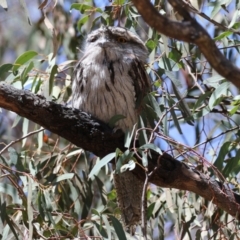 Podargus strigoides at Bonython, ACT - suppressed