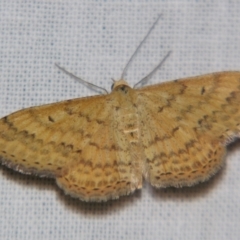 Scopula rubraria (Reddish Wave, Plantain Moth) at Sheldon, QLD - 12 Oct 2007 by PJH123