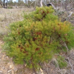 Banksia spinulosa var. spinulosa (Hairpin Banksia) at QPRC LGA - 28 Oct 2023 by MatthewFrawley