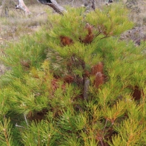 Banksia spinulosa var. spinulosa at Bombay, NSW - 28 Oct 2023