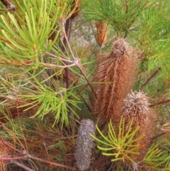 Banksia spinulosa var. spinulosa at Bombay, NSW - 28 Oct 2023