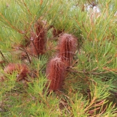 Banksia spinulosa var. spinulosa at Bombay, NSW - 28 Oct 2023 04:02 PM