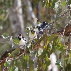 Grallina cyanoleuca (Magpie-lark) at Greenway, ACT - 28 Oct 2023 by RodDeb