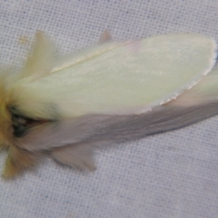 Trichiocercus sparshalli (Sparshall's Moth) at Sheldon, QLD - 13 Oct 2007 by PJH123