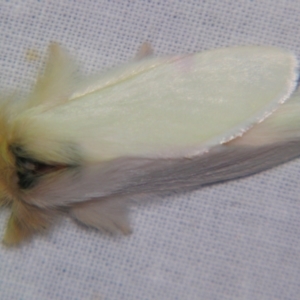 Trichiocercus sparshalli at Sheldon, QLD - suppressed