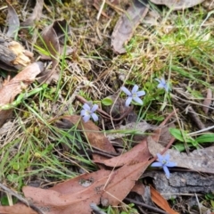 Isotoma fluviatilis subsp. australis (Swamp Isotome) at QPRC LGA - 28 Oct 2023 by clarehoneydove