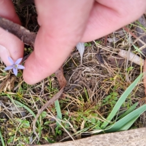 Isotoma fluviatilis subsp. australis at Bungendore, NSW - suppressed