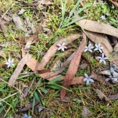 Isotoma fluviatilis subsp. australis at Bungendore, NSW - suppressed