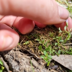 Isotoma fluviatilis subsp. australis at Bungendore, NSW - suppressed