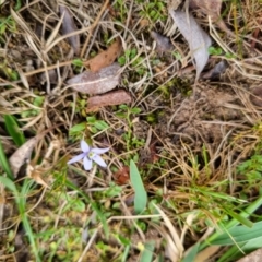 Isotoma fluviatilis subsp. australis at Bungendore, NSW - suppressed