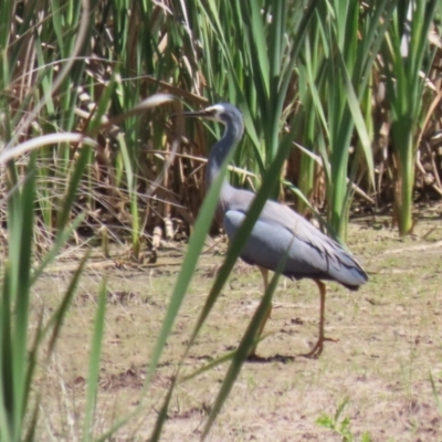 Egretta novaehollandiae (White-faced Heron) at Greenway, ACT - 28 Oct 2023 by RodDeb