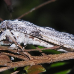 Trismelasmos donovani at Sheldon, QLD - suppressed