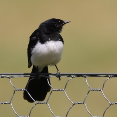 Rhipidura leucophrys (Willie Wagtail) at Greenway, ACT - 28 Oct 2023 by RodDeb