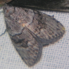 Uraba lugens (Gumleaf Skeletonizer) at Sheldon, QLD - 12 Oct 2007 by PJH123