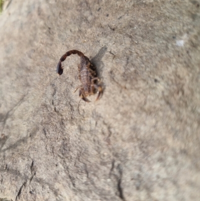 Lychas marmoreus (Little Marbled Scorpion) at QPRC LGA - 28 Oct 2023 by clarehoneydove