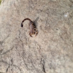 Lychas marmoreus (Little Marbled Scorpion) at QPRC LGA - 28 Oct 2023 by clarehoneydove