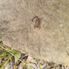 Lychas marmoreus at Bungendore, NSW - suppressed