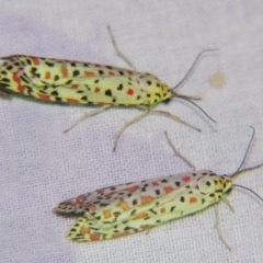 Utetheisa pulchelloides (Heliotrope Moth) at Sheldon, QLD - 12 Oct 2007 by PJH123