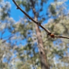 Harmonia conformis (Common Spotted Ladybird) at Bungendore, NSW - 28 Oct 2023 by clarehoneydove