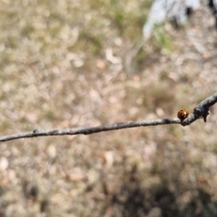 Harmonia conformis at Bungendore, NSW - suppressed