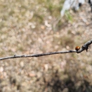 Harmonia conformis at Bungendore, NSW - suppressed