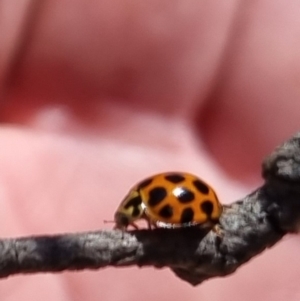 Harmonia conformis at Bungendore, NSW - suppressed