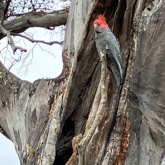 Callocephalon fimbriatum (Gang-gang Cockatoo) at GG100 - 28 Oct 2023 by KL