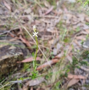 Stackhousia monogyna at Bungendore, NSW - 28 Oct 2023