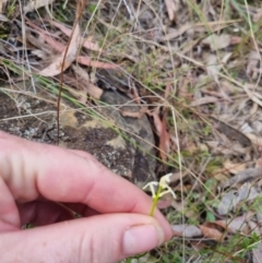 Stackhousia monogyna at Bungendore, NSW - 28 Oct 2023