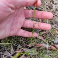 Stackhousia monogyna at Bungendore, NSW - 28 Oct 2023