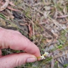 Stackhousia monogyna at Bungendore, NSW - 28 Oct 2023