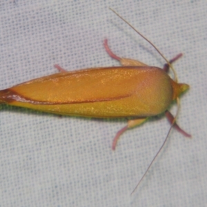 Wingia aurata at Sheldon, QLD - suppressed