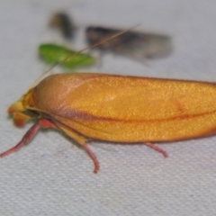 Wingia aurata at Sheldon, QLD - suppressed