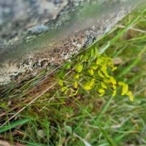 Adiantum aethiopicum at Bungendore, NSW - 28 Oct 2023